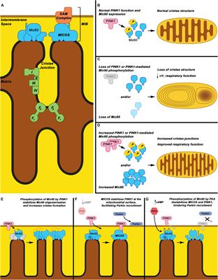 Potential Role of Mic60/Mitofilin in Parkinson’s Disease